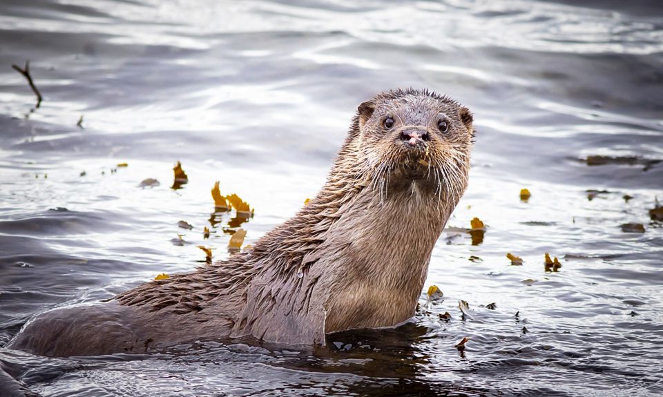 A close up of an otter looking up from the water, Lismore.