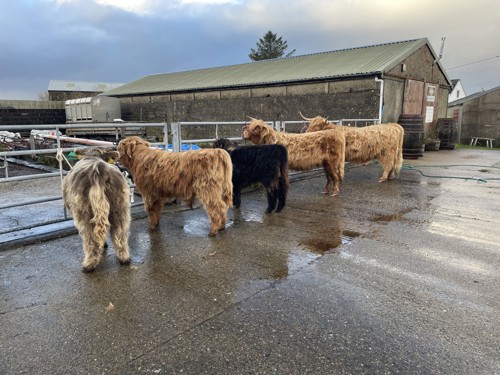 Hairy Coo Encounters