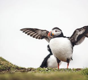  A puffin spreading their wings on a grassy perch. Mull and Iona