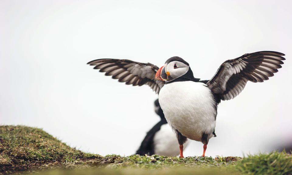  A puffin spreading their wings on a grassy perch. Mull and Iona