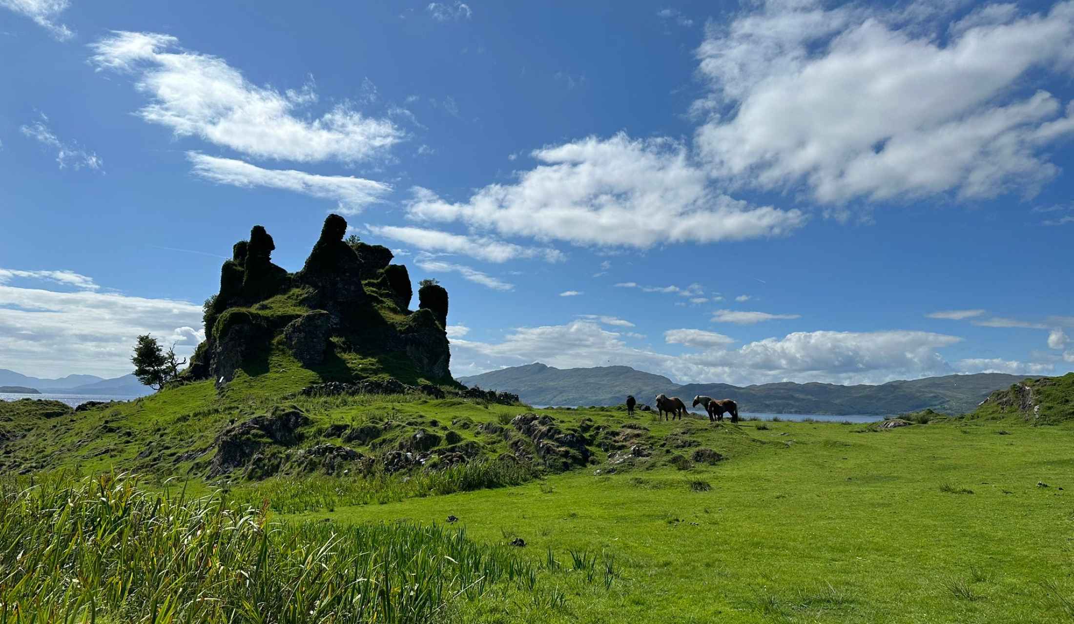 Castle Coeffin remains sitting on a hilltop with horses and the lush green grass in the background, Lismore.