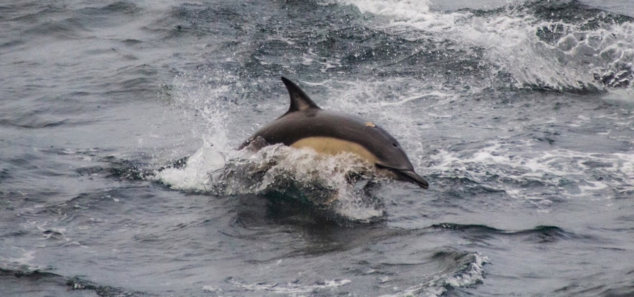 Common dolphin viewed from MV Loch Seaforth