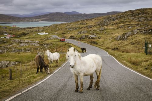 Eriskay Ponies