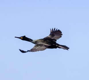Cormorant in flight against a clear blue sky, with wings spread wide above coastal waters.