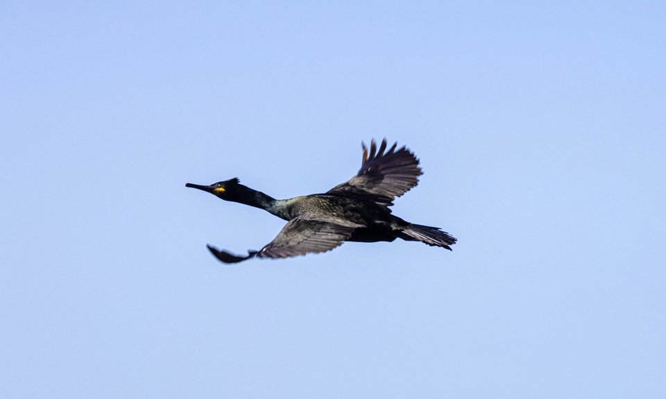Cormorant in flight against a clear blue sky, with wings spread wide above coastal waters.