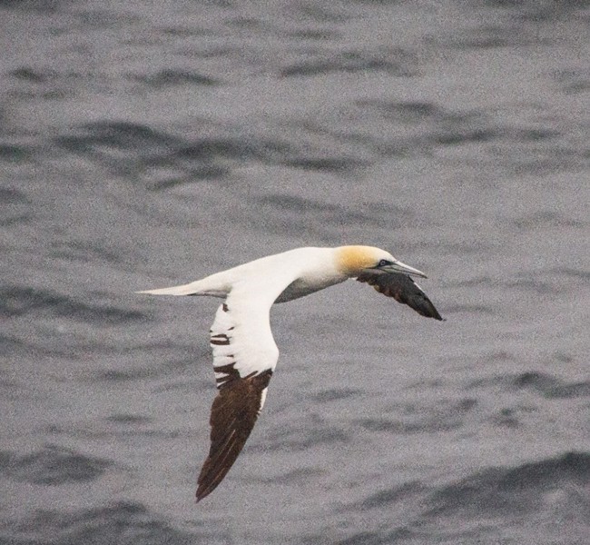 Northern gannet