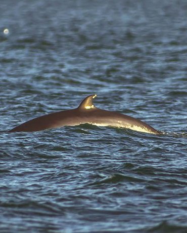 A minke whale coming above the waterline