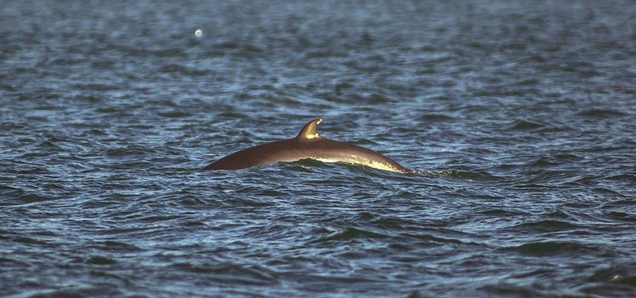 A minke whale coming above the waterline