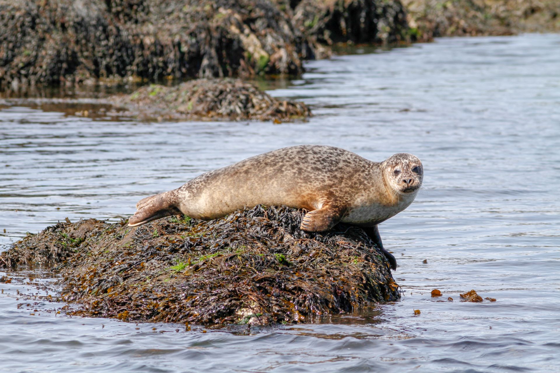 A seal resting on a rock above the water line