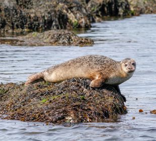 A seal resting on a rock above the water line