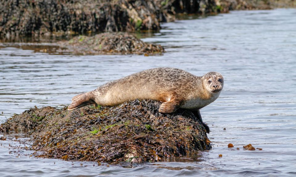 A seal resting on a rock above the water line