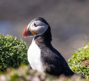Puffin standing among coastal vegetation, showing its colourful beak and distinctive black-and-white plumage.