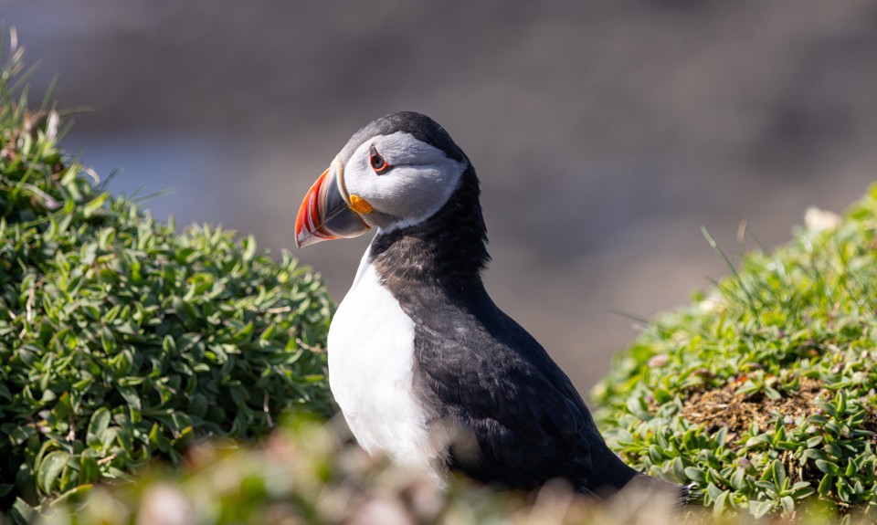 Puffin standing among coastal vegetation, showing its colourful beak and distinctive black-and-white plumage.