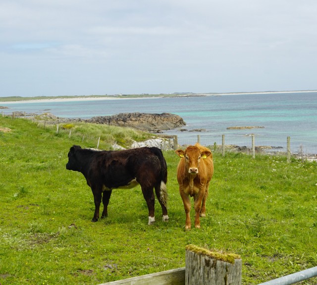Two cows stand in a grassy coastal field overlooking turquoise sea, rocky shoreline and sandy beaches.