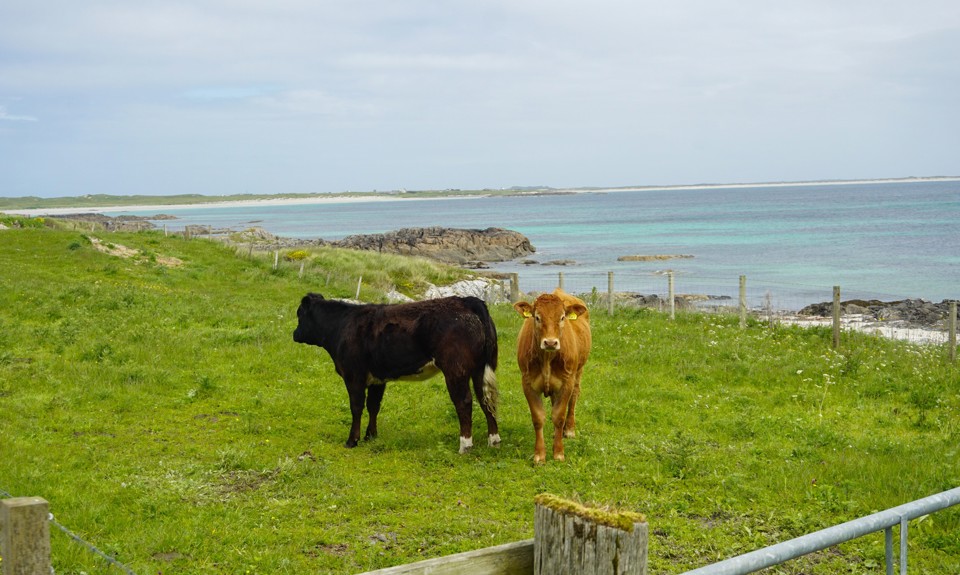 Two cows stand in a grassy coastal field overlooking turquoise sea, rocky shoreline and sandy beaches.