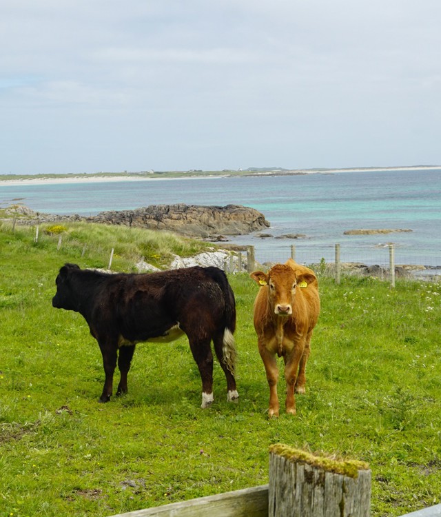 Two cows stand in a grassy coastal field overlooking turquoise sea, rocky shoreline and sandy beaches.