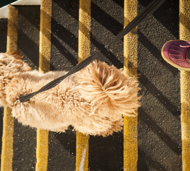 dog walking down the stairs outside of the boat