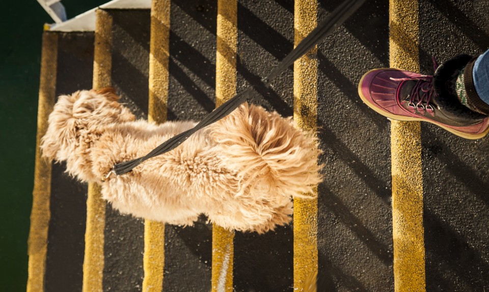 dog walking down the stairs outside of the boat