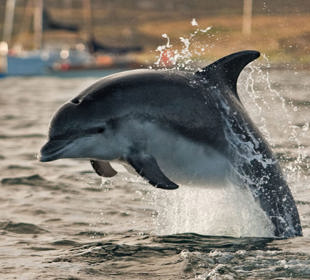 Porpoises jumping out of the ocean