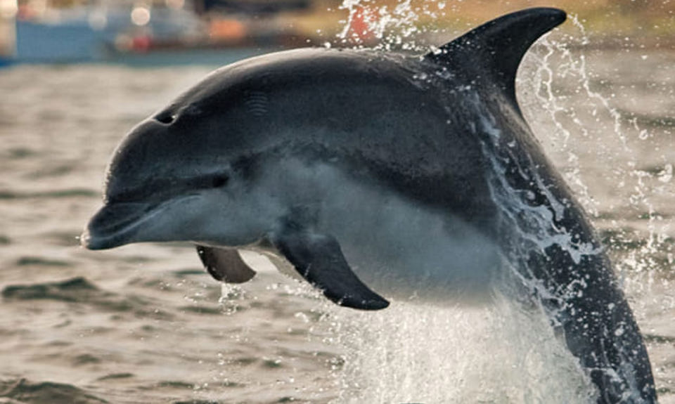 Porpoises jumping out of the ocean