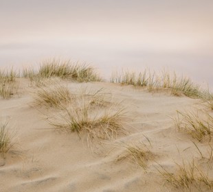 Close up image of a sand dune with grasses growing from it. 