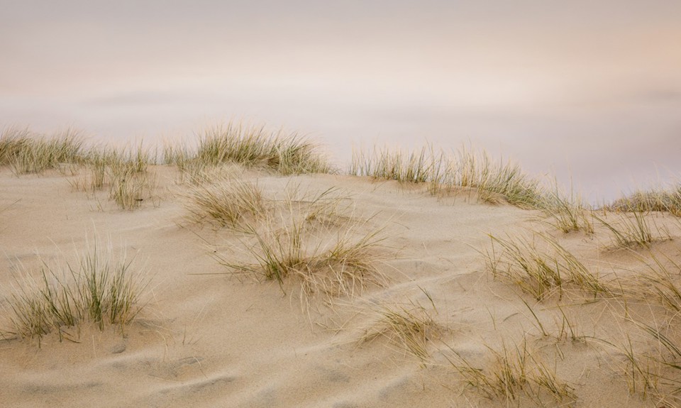 Close up image of a sand dune with grasses growing from it. 