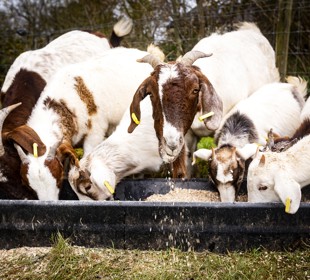 six goats eating out a trough