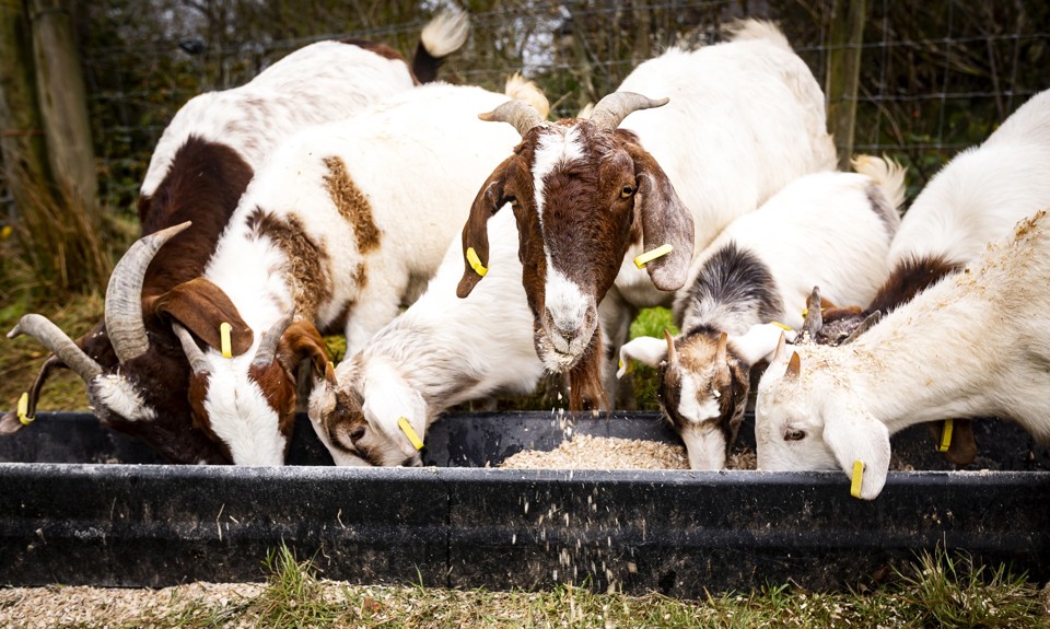 six goats eating out a trough