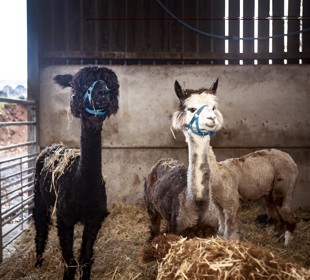 two alpacas in a shelter