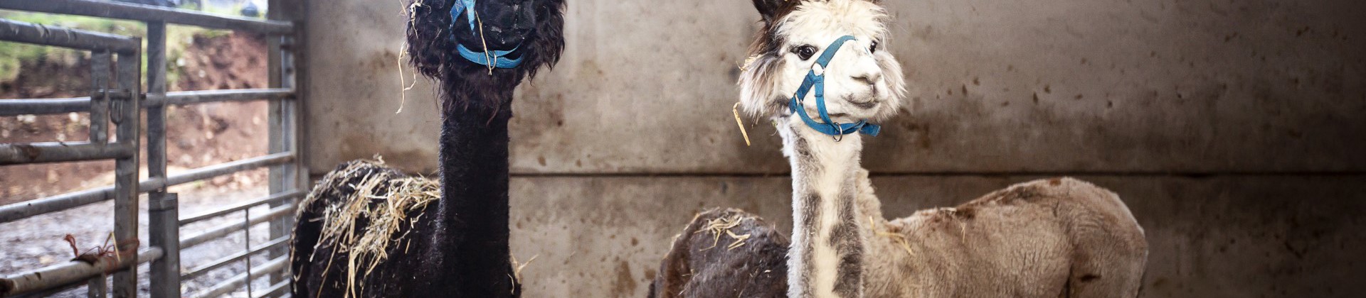 two alpacas in a shelter