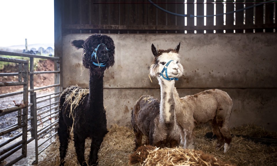 two alpacas in a shelter