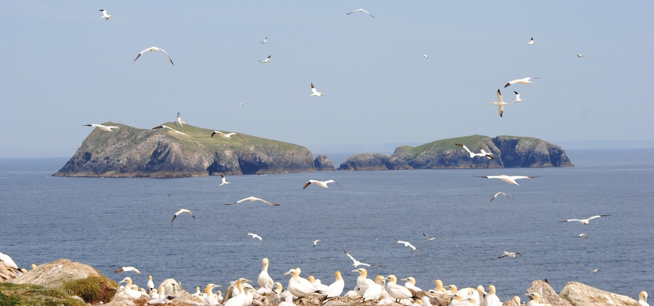Flannans gannets - credit Sarah Lawrence