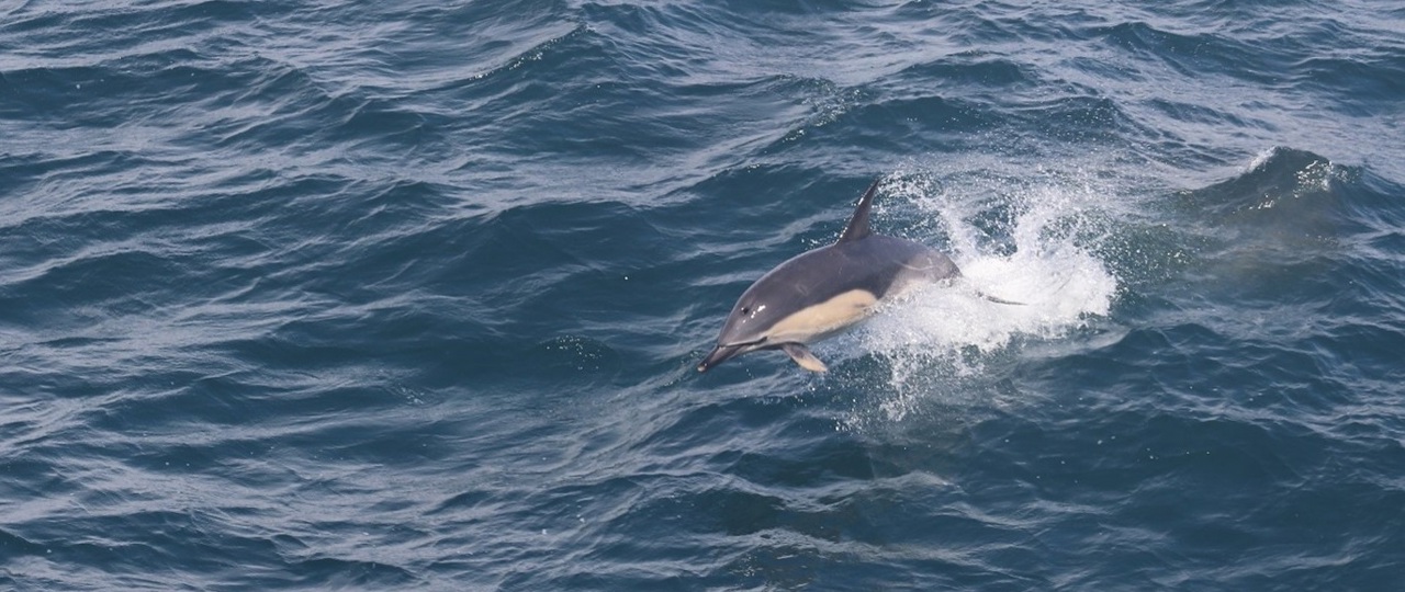 Common dolphin seen from MV Loch Seaforth