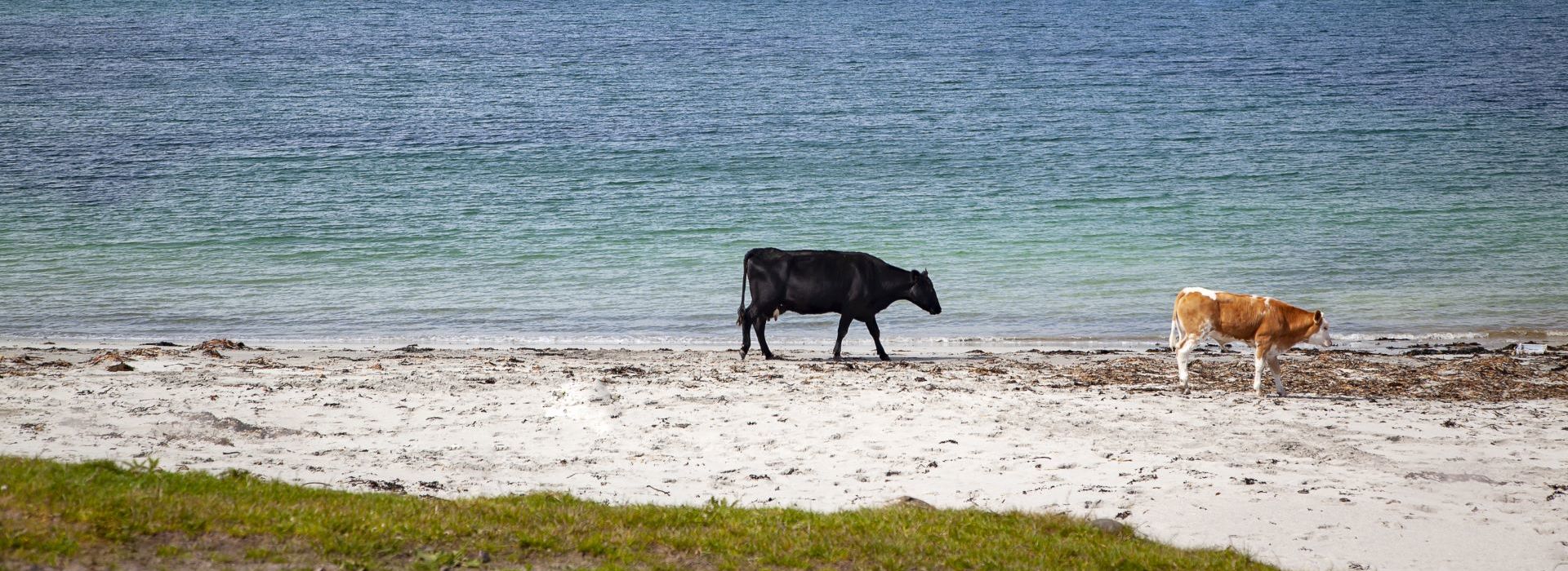 Two cows wandering on the shoreline at the beach, Isle of Muck