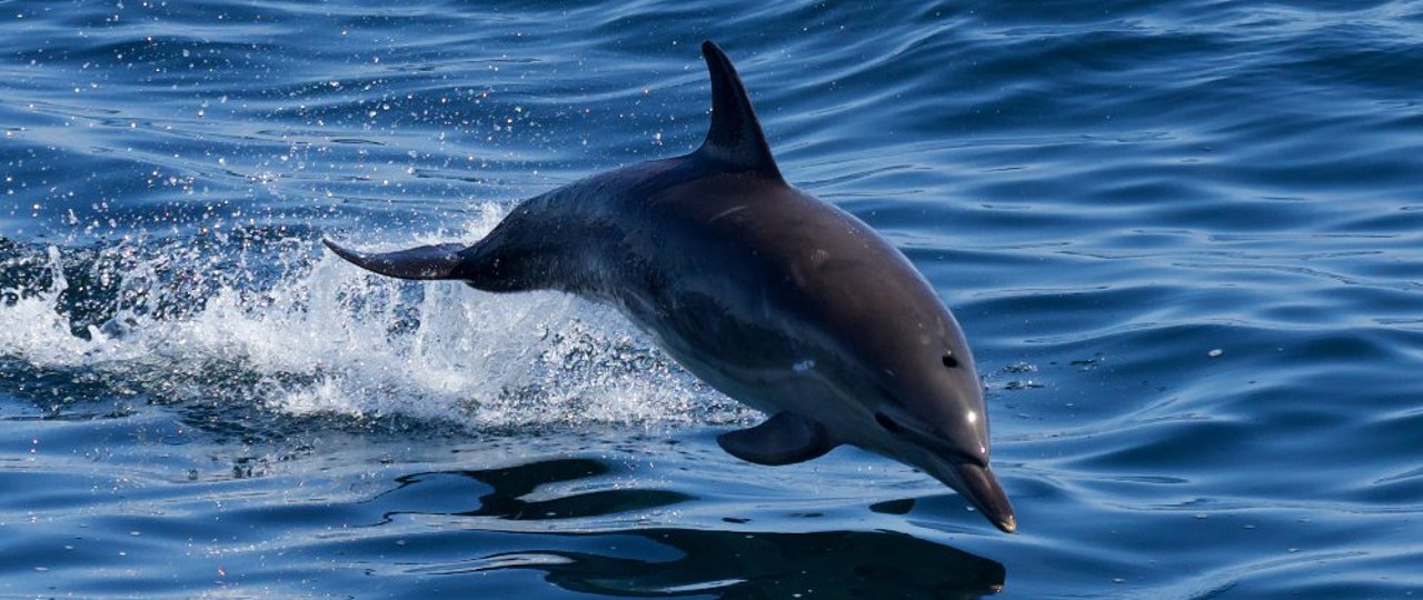 Dolphin spotted from MV Loch Seaforth