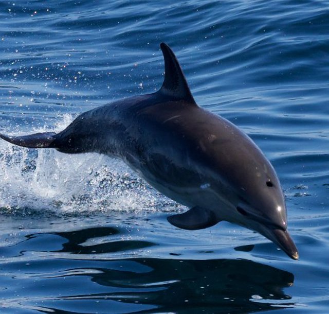 Dolphin spotted from MV Loch Seaforth