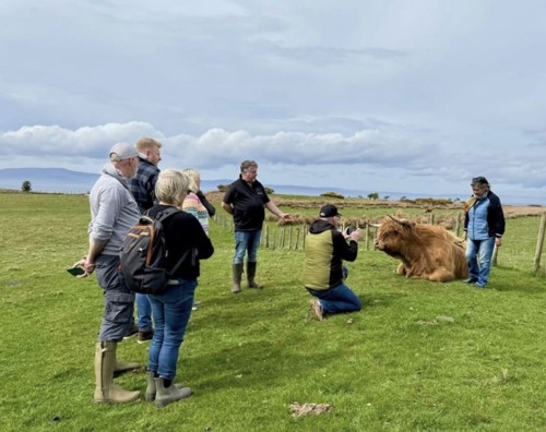 Hairy Coo Encounters