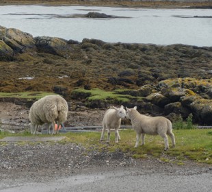 Sheep and lambs grazing beside a rocky shoreline, with seaweed-covered rocks and calm coastal waters behind.