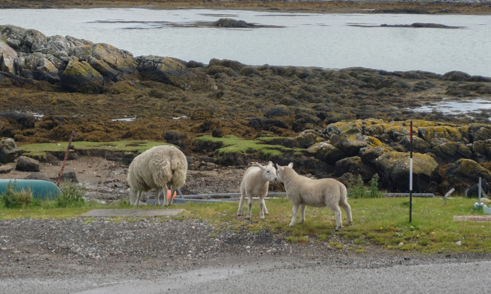 Sheep and lambs grazing beside a rocky shoreline, with seaweed-covered rocks and calm coastal waters behind.