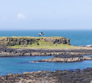 Rocky coastal view of Staffa with turquoise waters, offshore sea stacks and a puffin flying above the shoreline.