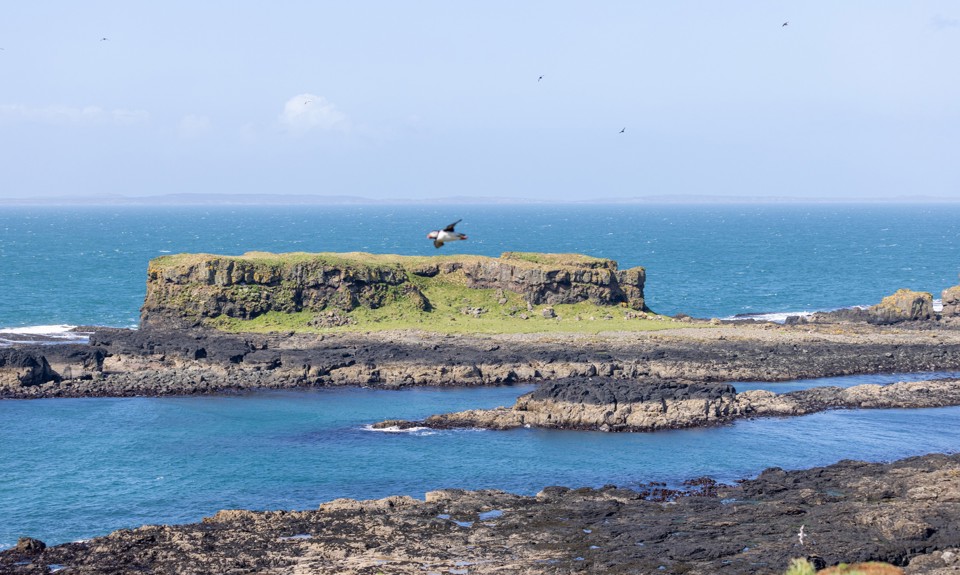 Rocky coastal view of Staffa with turquoise waters, offshore sea stacks and a puffin flying above the shoreline.