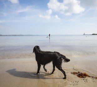 black dog walking along the water Kilnaughton Bay beach with a surfer out in the water. 