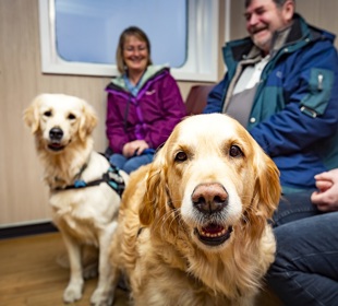 Dogs sitting in pet area