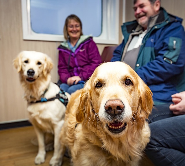 Dogs sitting in pet area