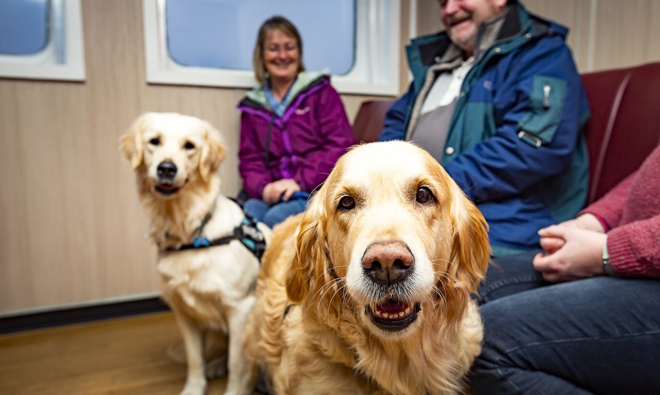 Dogs sitting in pet area