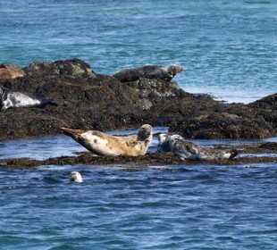  Group of seals resting on seaweed-covered rocks along a rocky shoreline beside calm blue water.