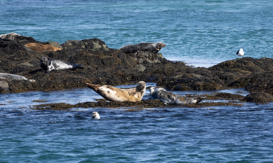  Group of seals resting on seaweed-covered rocks along a rocky shoreline beside calm blue water.