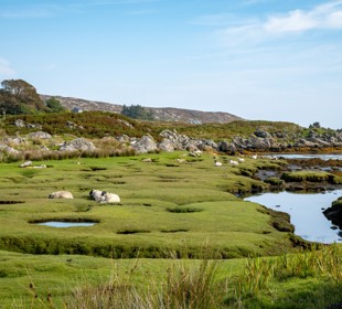 Sheep grazing on the grass at Scalasaig beach, Isle of Colonsay