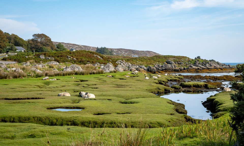 Sheep grazing on the grass at Scalasaig beach, Isle of Colonsay