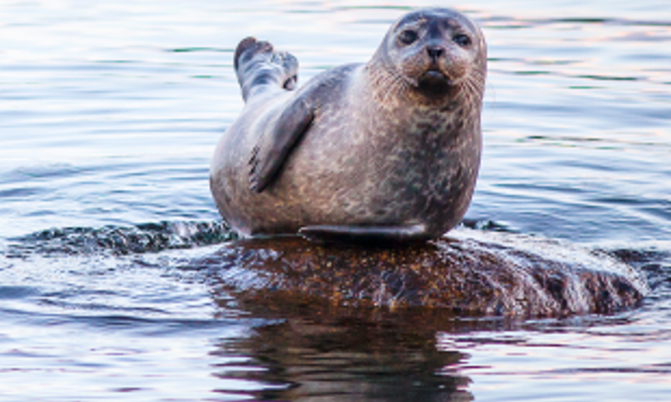 Seal on a rock in the ocean